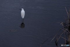 BC03CA59-5BCF-47CB-97CC-962C746F170A