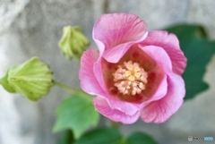 209E9A76-3EFA-4A99-8F49-FE1DA441DAA9