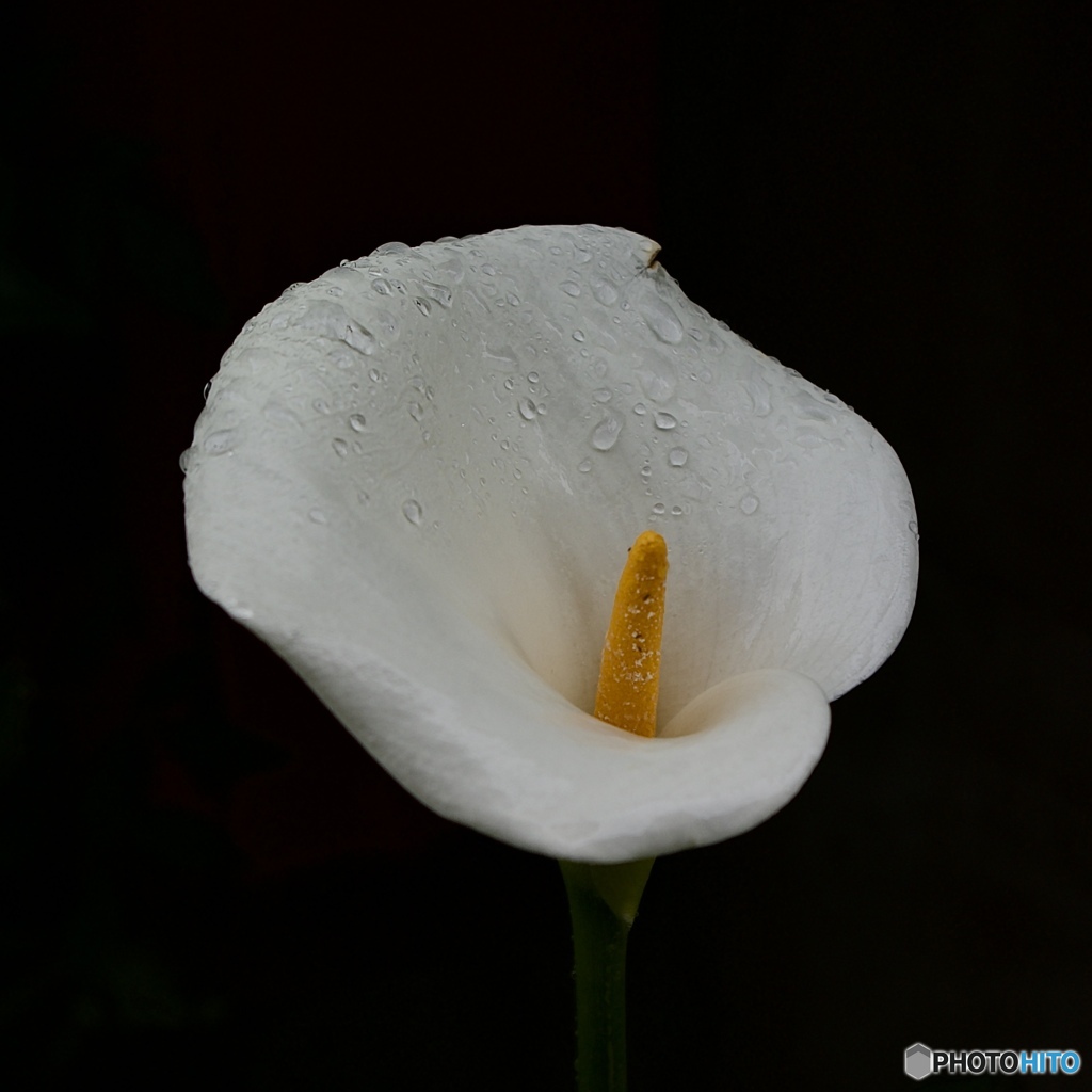 _IGP9425