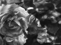 BC37778B-8686-490E-B815-4694CFA85172