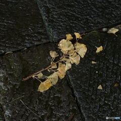 BC8695E1-F30B-4E8C-A608-3500783ADDB5