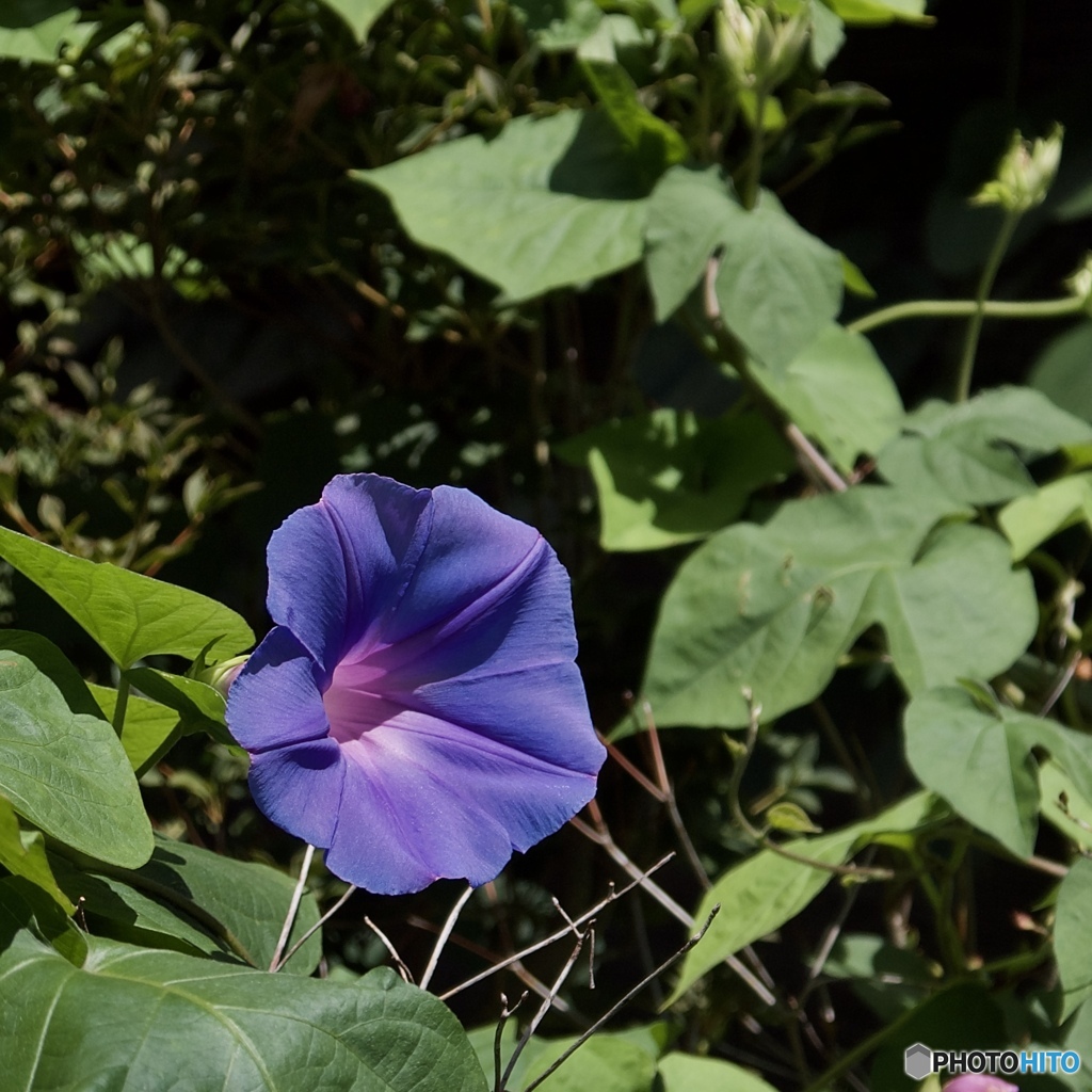 低音域は出ない