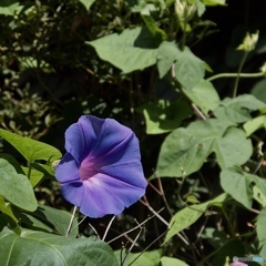 低音域は出ない