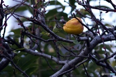 EE4740C3-C554-4D6A-9553-00A440CF208B