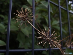 ポンポン（Pom Poms)