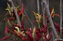 EA8F116D-E081-44A6-A789-FDB84F573EE6