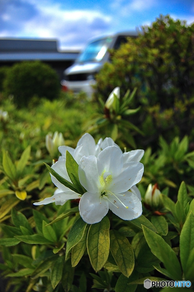 白花とちょっと車と空