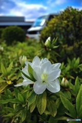 白花とちょっと車と空