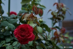 2D533F20-8A40-42D9-A127-A91F3B47CD48