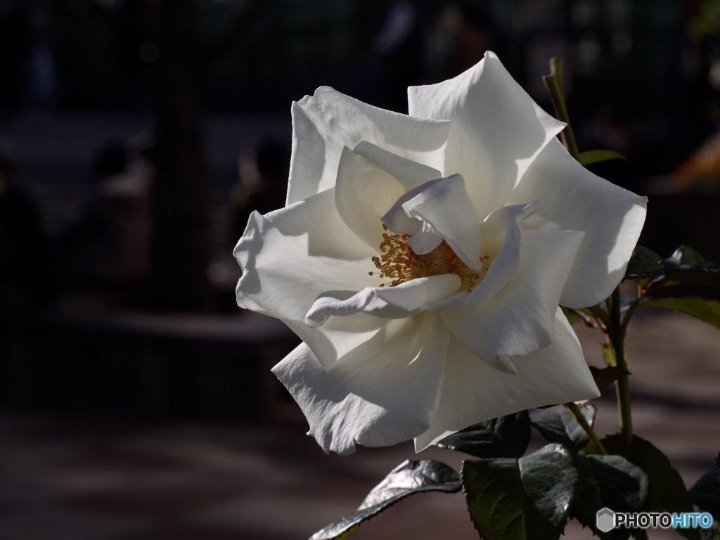 43170AC0-0A3D-42D3-9593-5E17B8098654