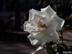 43170AC0-0A3D-42D3-9593-5E17B8098654