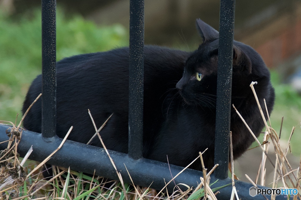 食肉目ネコ科ネコ属イエネコ