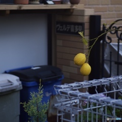 pixco25mmf1.4
