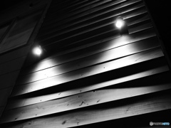 ベルツノガエル