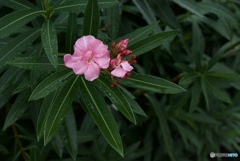 789185C3-3C39-4F3A-A0D6-7A7D01274802