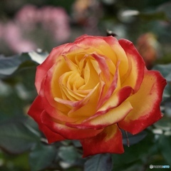 9CC0F5AD-7DF6-4D4C-8BA3-9E6BCBC007E2