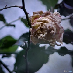 7A5C8112-8DCB-4AD3-B1A5-11D28032A5DF