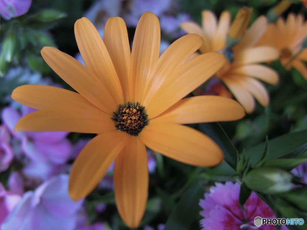 三連橙花