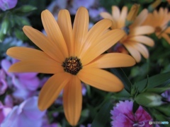 三連橙花
