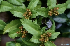 六百三十万画素の輝き