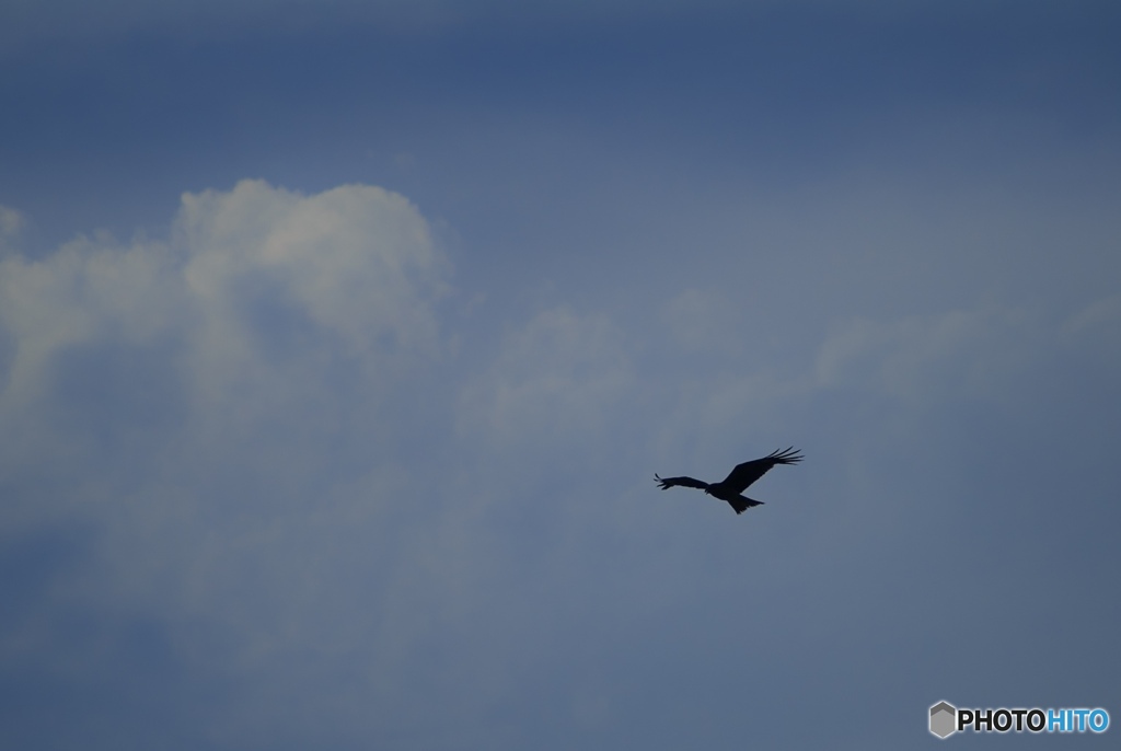 カラスは飛んでいく