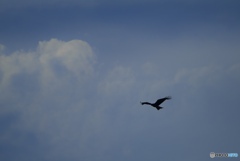 カラスは飛んでいく