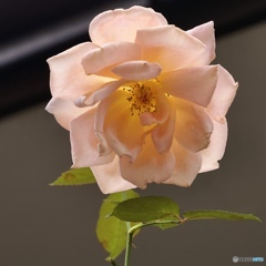 8D665E08-F030-43E5-ACC0-089EF2038291