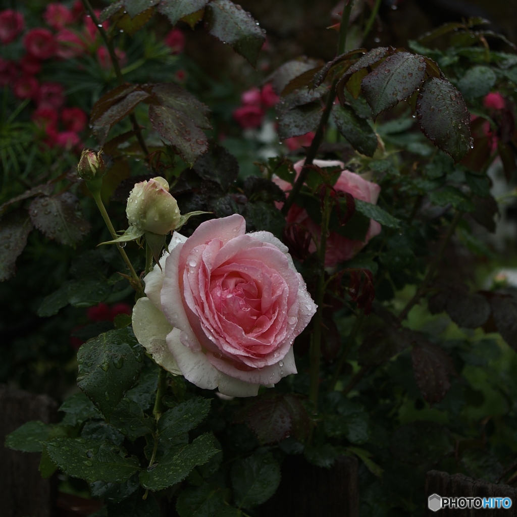 78D5AB5D-780E-4CF9-9480-DB63F4EA8527