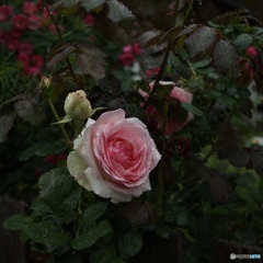 78D5AB5D-780E-4CF9-9480-DB63F4EA8527
