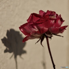 6E205C88-23A6-49C5-80B0-6B46BE7E7984