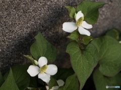 00D9363B-8375-44E4-A7A3-5FD94A748DF2