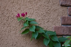 6F49018E-66FE-4BDE-8976-0E1F44112742