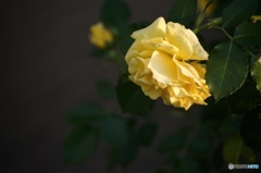 885DB9B9-051A-4F16-AA7D-5B2CE27DB73E