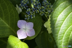 DSCF5730