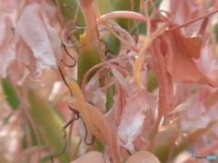 野生ガリ茹だる