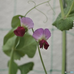 1C7164F3-D2C7-4979-962D-98AADDF12833