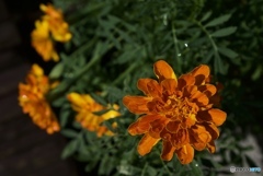 85ED8CDF-8F44-4F0B-908C-7970FF3F624B