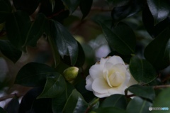 C4897F41-6718-487E-B2D9-9F97195A2415