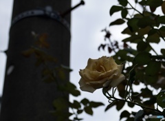 68B4B14E-C526-43C9-8C32-6D21FCD645F8