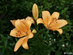 夕方橙百合