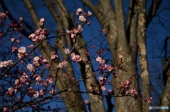 ACE491E7-B672-461C-BBB7-DDDAD7EB88D0