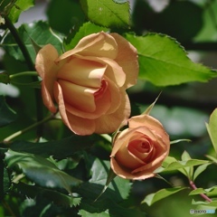 9F8828D2-B70E-4356-8F6D-F200B0191D50