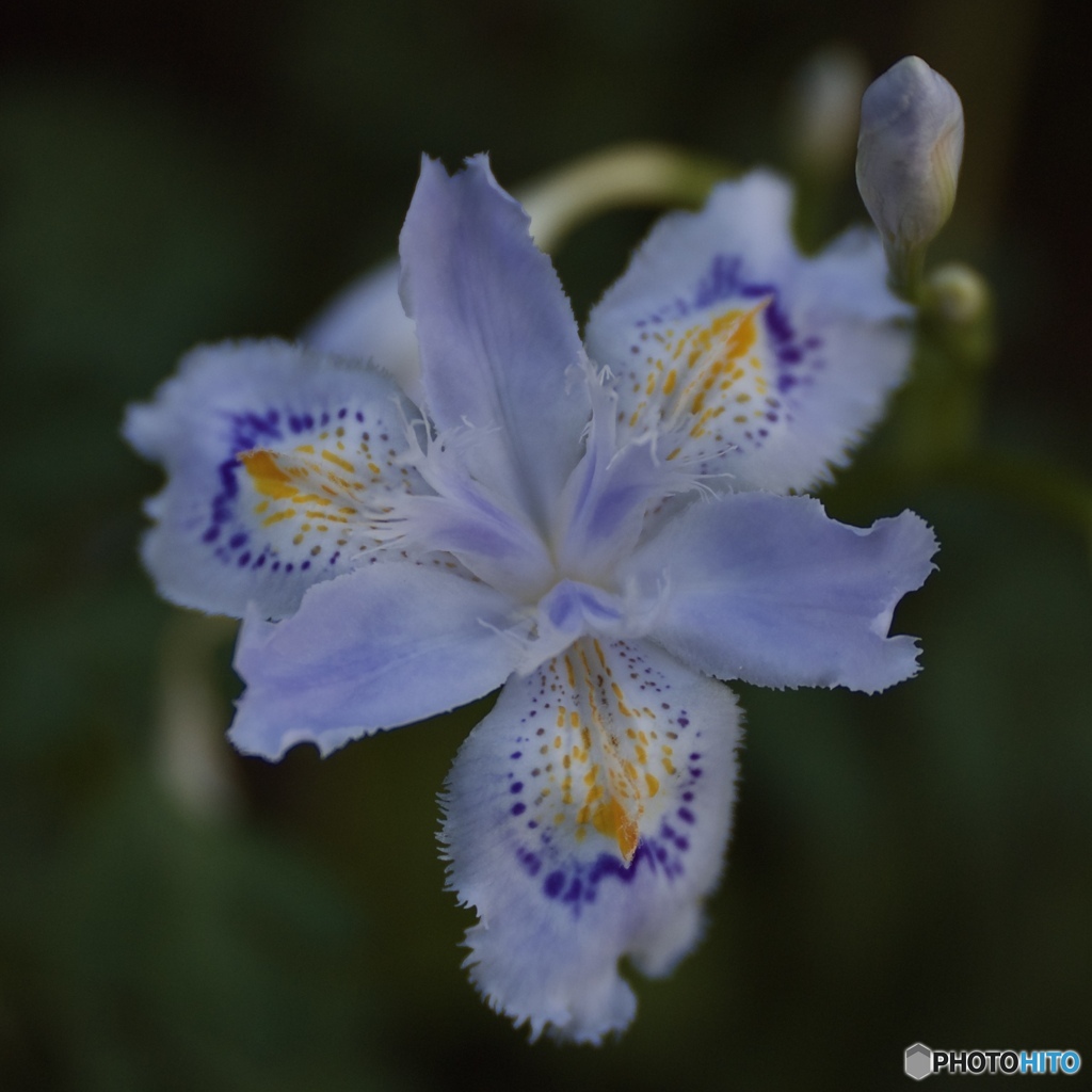 pixco25mmf1.4