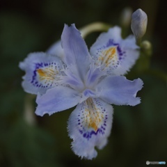 pixco25mmf1.4