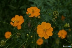 33843B13-E65E-4874-88D9-67347CAE8EEF