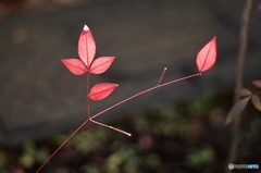 C5210418-6C67-425F-A64D-5594BC2FFF96