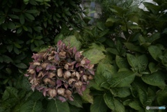 246FBD0A-512A-4253-ACC9-D08FF2CBAF64