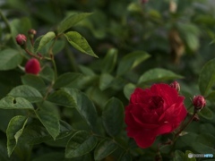 70D756B1-48F7-4381-980D-ACD619FB8962