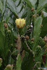 君がそだてたサボテンは 小さな花をつくった