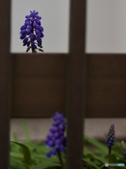 D86CD0B7-C5BB-413F-AE31-93B0C888315A